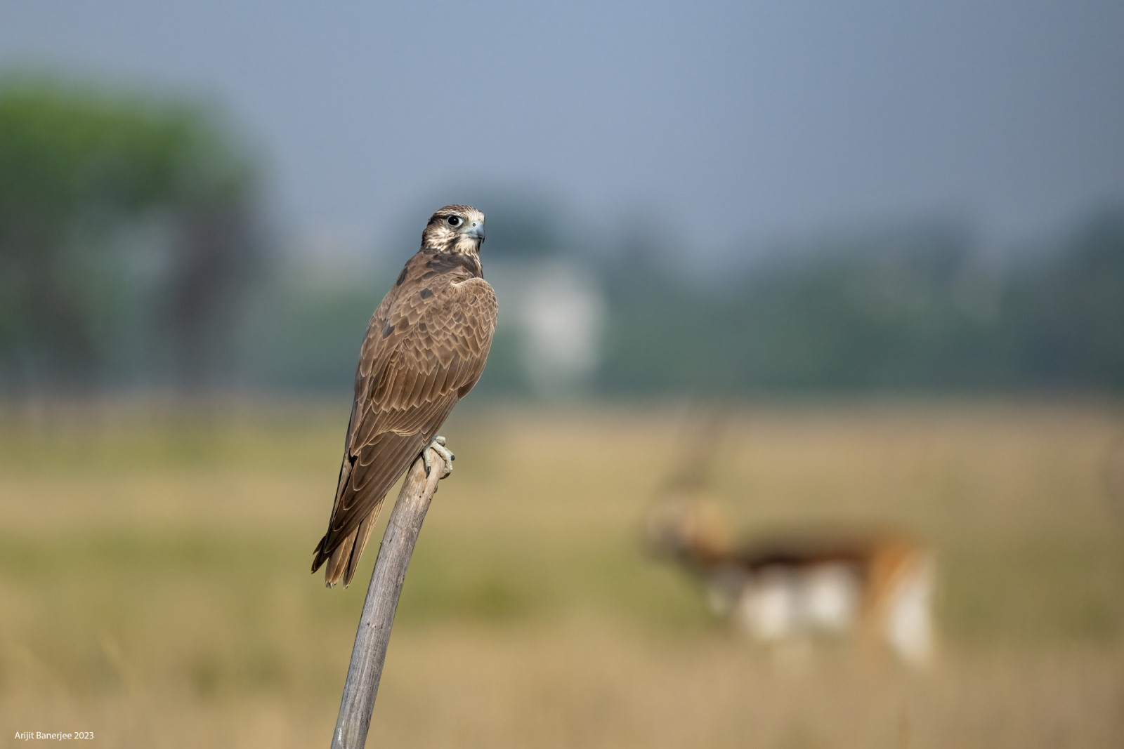 image Laggar Falcon
